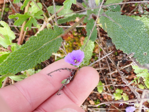 Australian stork's bill (Erodium cygnorum)