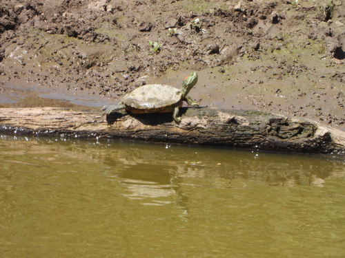 Pond Slider