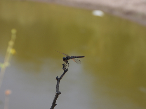 Variegated Meadowhawk