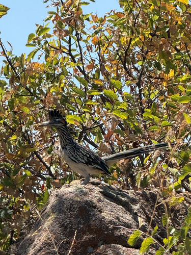 Greater Roadrunner