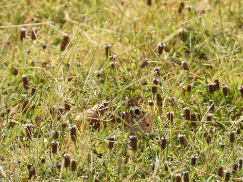 Common Buckeye