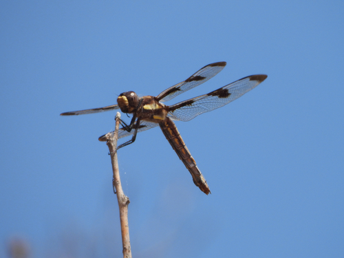 Twelve-spotted Skimmer