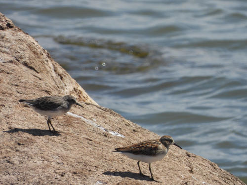 Least Sandpiper