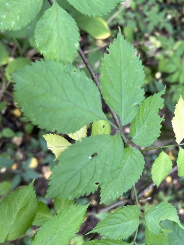 Наблюдение на iNaturalist