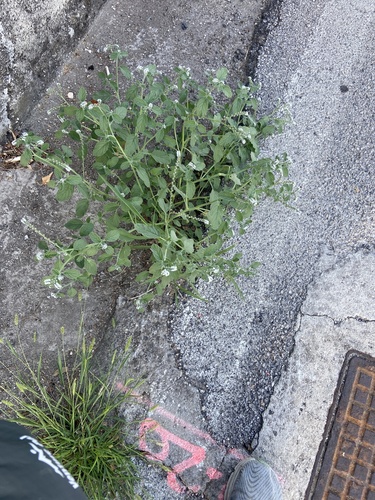 European heliotrope
