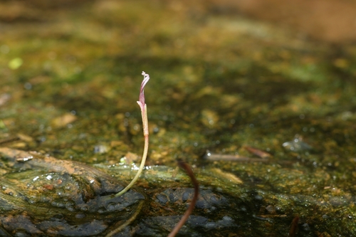 Blyxa aubertii observed 2026-09-01