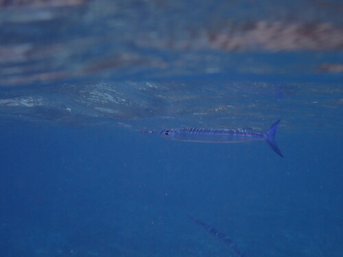 Hyporhamphus dussumieri observed 2026-08-31