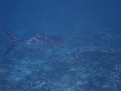 Scomberoides lysan observed 2026-08-31