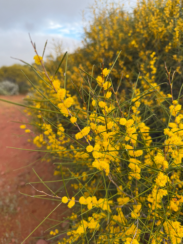 Acacia burkittii observed 2026-09-02