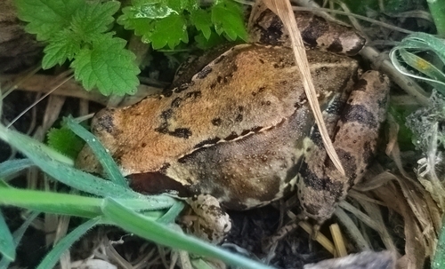 European Common Frog