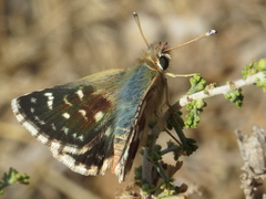 Spialia