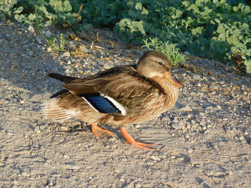 iNaturalist observation photo of Mallard