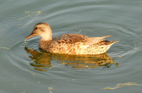 iNaturalist observation photo of Gadwall