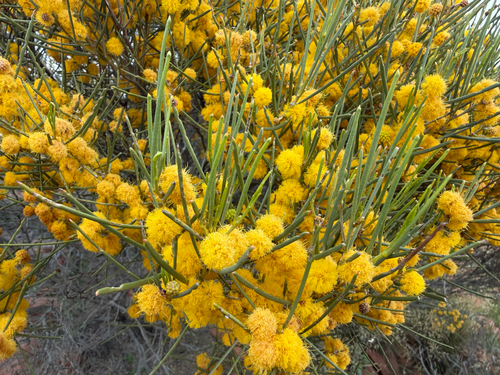 Acacia rigens observed 2026-09-02