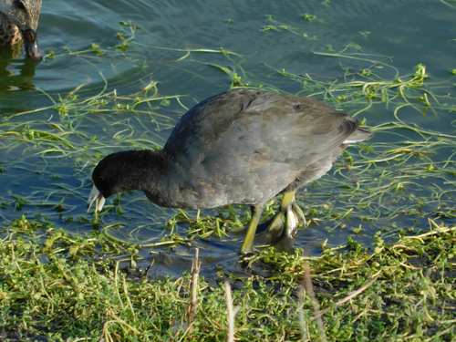 iNaturalist observation photo of American Coot