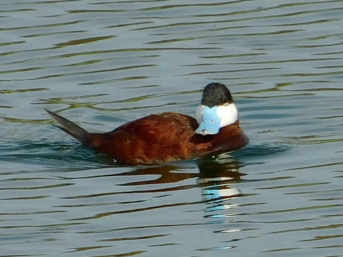 iNaturalist observation photo of Ruddy Duck