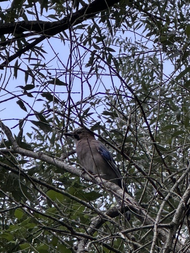 Eurasian Jay