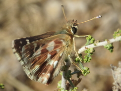 Spialia