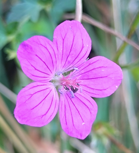 Marsh Crane's-bill
