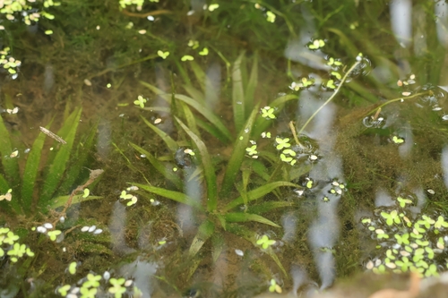 Blyxa aubertii observed 2026-09-01