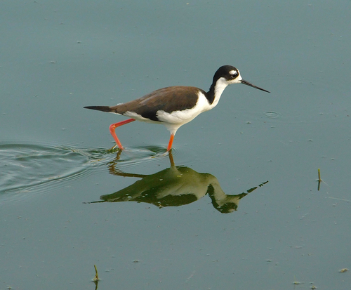 iNaturalist observation photo of Black-necked Stilt