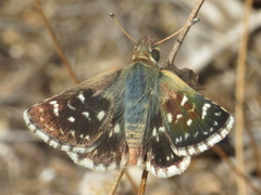 Spialia