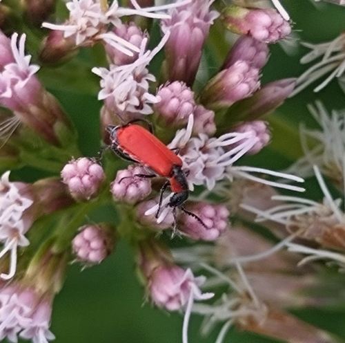 Red Malachite Beetle