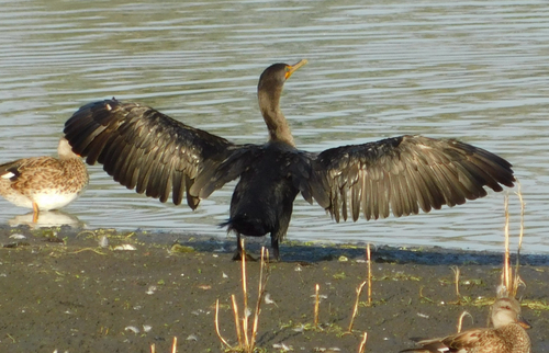 iNaturalist observation photo of Double-crested Cormorant