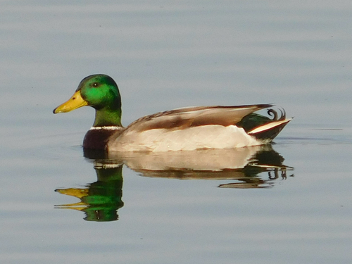 iNaturalist observation photo of Mallard