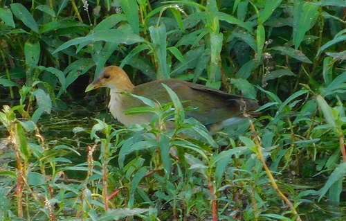iNaturalist observation photo of Purple Gallinule