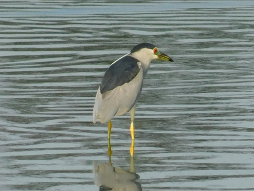 iNaturalist observation photo of Black-crowned Night Heron