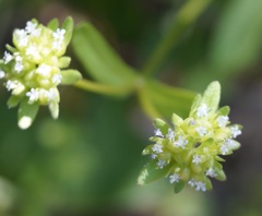 Valerianella turgida
