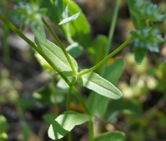 Valerianella turgida