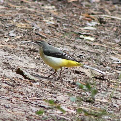Grey Wagtail