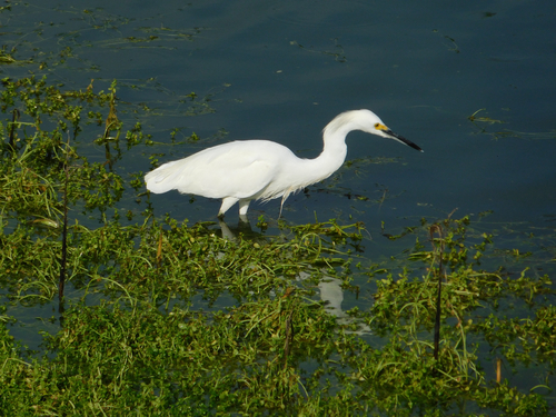 iNaturalist observation photo of Snowy Egret
