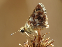 Spialia