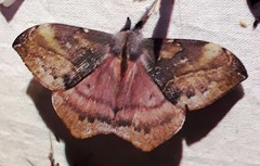 Hylesia aeneides
