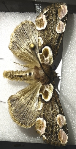 Peach Blossom Moth