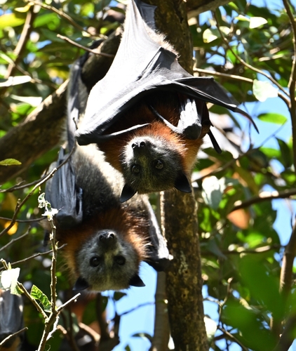 Grey-headed Flying-fox