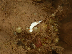 Verconia simplex