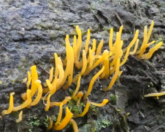 Calocera sinensis