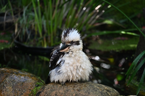 Laughing Kookaburra