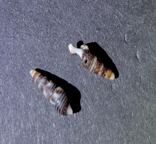 Cerithiidae observed 2026-09-01