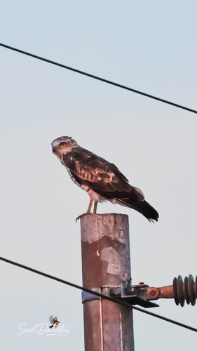 Short-toed Snake-Eagle