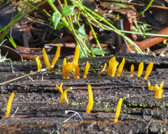 Calocera sinensis