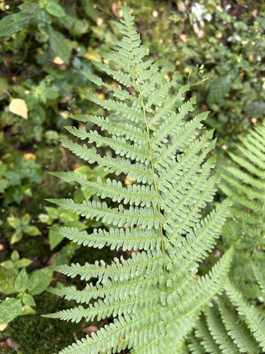 Наблюдение на iNaturalist
