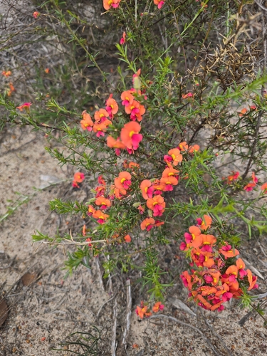 Chorizema aciculare aciculare