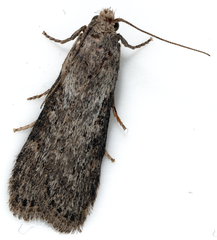 Lamoria anella