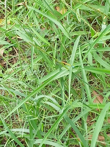 Western Golden Dartlet