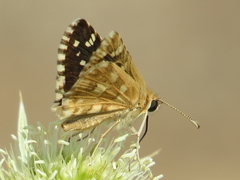 Pyrgus onopordi